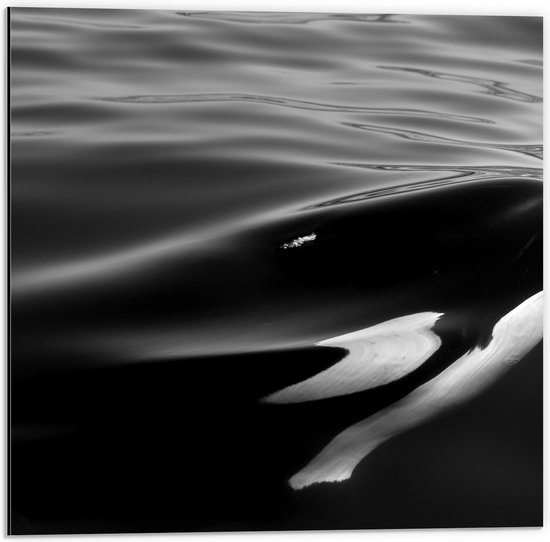 WallClassics - Dibond - Zwart met Witte Orka aan het Wateroppervlak (Zwart- wit) - 50x50 cm Foto op Aluminium (Met Ophangsysteem)