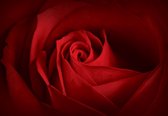 Fotobehang - Vlies Behang - Roos - Bloem - Rode Roos - Close-up - 254 x 184 cm