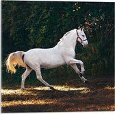 WallClassics - Acrylglas - Wit Rennend Paard in het Bos - 50x50 cm Foto op Acrylglas (Wanddecoratie op Acrylaat)