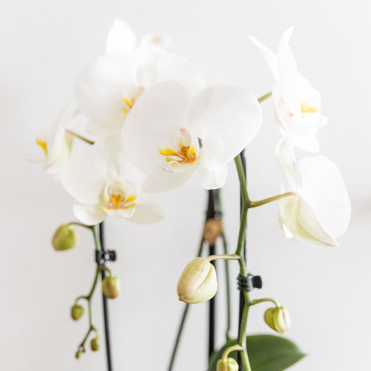 Orchidée Phalaenopsis Blanche - Chute du Niagara - Taille du pot Ø12Cm