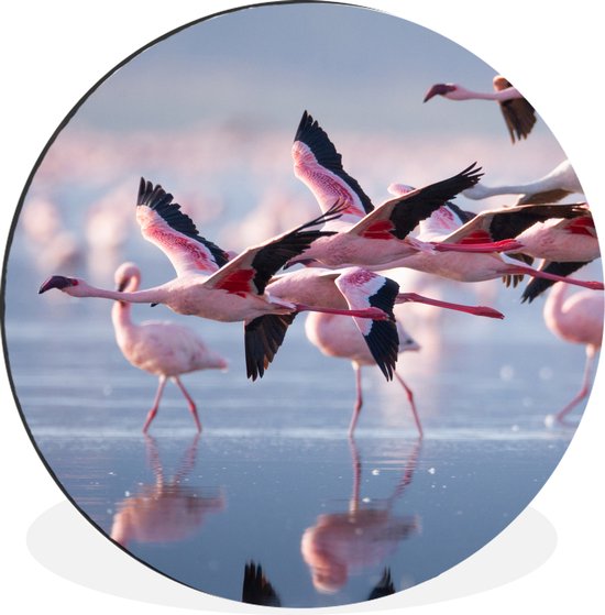 WallCircle - Wandcirkel - Muurcirkel - Flamingo - Vogel - Water - Roze - Aluminium - Dibond - ⌀ 30 cm - Binnen en Buiten