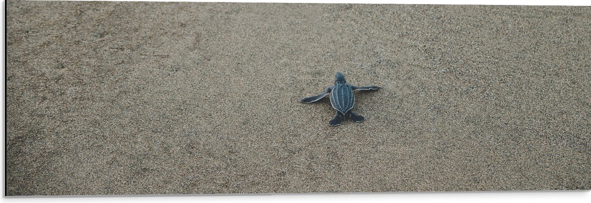 Dibond - Kleine Baby Schildpad op het Strand - 90x30 cm Foto op Aluminium (Wanddecoratie van metaal)