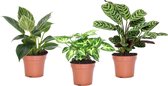 Plant in a Box - Home Mix - Mix van 3 - Philodendron, Syngonium & Ctenanthe - Makkelijk te verzorgen kamerplanten - Pot 12cm - Hoogte 25-40cm