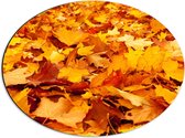 WallClassics - Dibond Ovaal - Oranje Herfstbladeren - 56x42 cm Foto op Ovaal (Met Ophangsysteem)