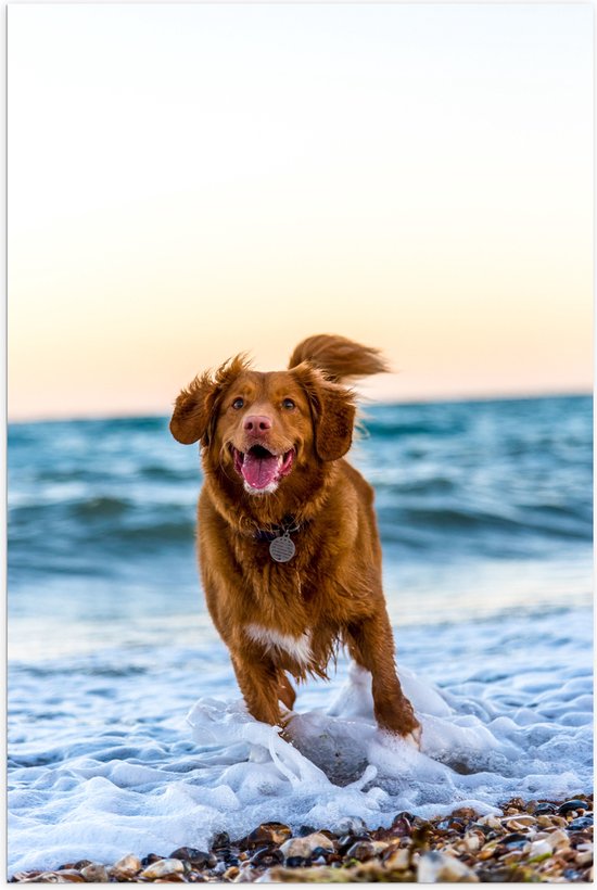 WallClassics - Poster (Mat) - Vrolijke Hond op het Strand - 60x90 cm Foto op Posterpapier met een Matte look