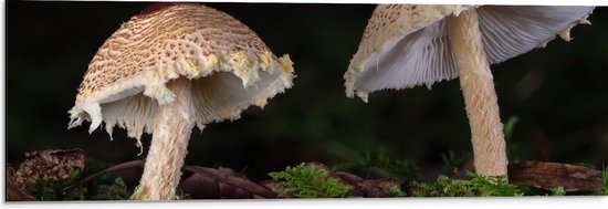 WallClassics - Dibond - Twee Paddestoelen in het Bos - 90x30 cm Foto op Aluminium (Met Ophangsysteem)