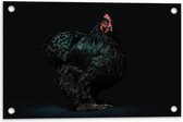 WallClassics - Tuinposter – Zwarte Kip met Donkere Achtergrond - 60x40 cm Foto op Tuinposter  (wanddecoratie voor buiten en binnen)