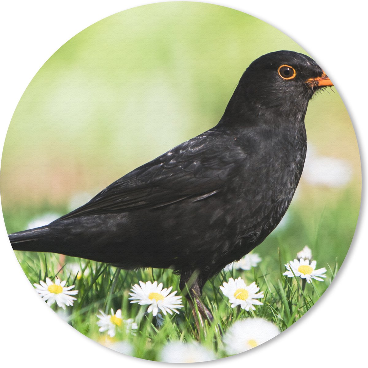Muismat - Mousepad - Rond - Vogel - Merel - Bloemen - 40x40 cm - Ronde muismat
