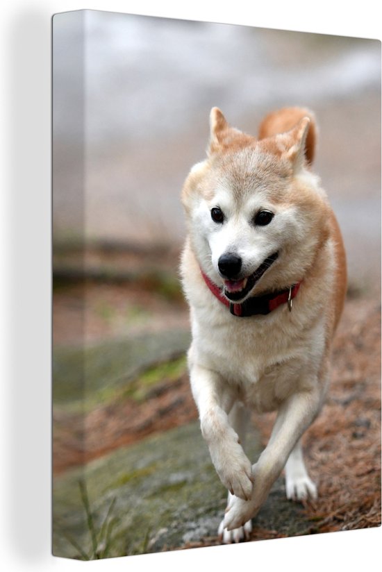 Canvas Schilderij Rennende Shiba hond - 90x120 cm - Wanddecoratie