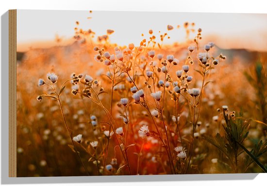 WallClassics - Hout - Openklappende Madeliefjes in het Veld - 60x40 cm - 12 mm dik - Foto op Hout (Met Ophangsysteem)