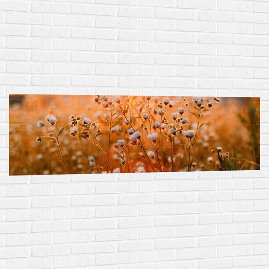 WallClassics - Muursticker - Openklappende Madeliefjes in het Veld - 150x50 cm Foto op Muursticker