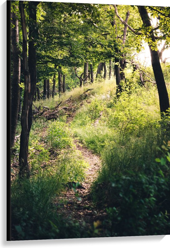 Een bosrijk pad dat omhoog kronkelt, geflankeerd door bomen en weelderig groen, met zonlicht dat door het bladerdak schijnt.