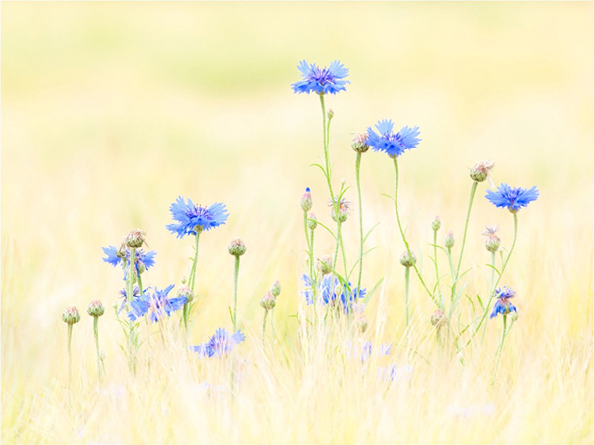 Fotobehang - Korenbloemen.