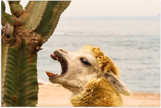 WallClassics - Poster Glanzend – Alpaca Eet een Cactus op het Strand - 75x50 cm Foto op Posterpapier met Glanzende Afwerking