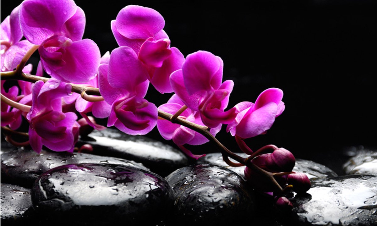 Fotobehang - Ontspannen moment: orchidee bloem en stenen.
