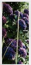 Deursticker Water geven aan de paarsblauwe hortensia's - 85x215 cm - Deurposter