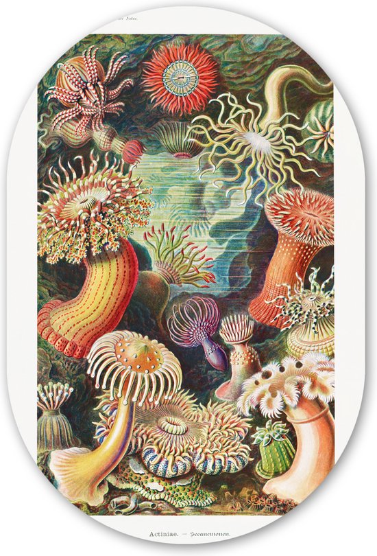 Muurovaal - Wandovaal - Kunststof Wanddecoratie - Ovalen Schilderij - Ernst Haeckel - Anemoon - Retro - Natuur - Planten - Zee - 80x120 cm - Ovale spiegel vorm op kunststof