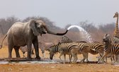 Fotobehang - Vliesbehang - Afrikaanse Dieren - Olifant - Zebra's - Giraffe - 152,5 x 104 cm