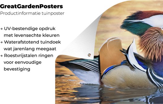 Canard mandarin dans l'eau dans le jardin d'automne affiche toile en vrac 60x40 cm - petit - toile de jardin / toile d'extérieur / Peintures pour l'extérieur (décoration de jardin)