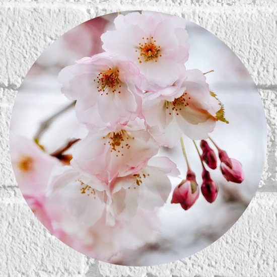WallClassics - Sticker Muursticker Cercle - Brindille Fleur Rose Clair - 20x20 cm Photo sur Sticker Muursticker