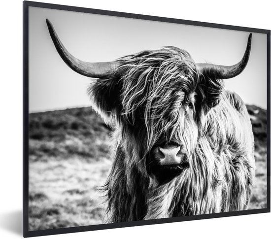 Cadre photo - Poster - Highlander écossais - Nature - Vache - Zwart et blanc - Cadre - 80x60 cm - Poster Highlander écossais - Décoration murale - Poster avec cadre - Cadre photo