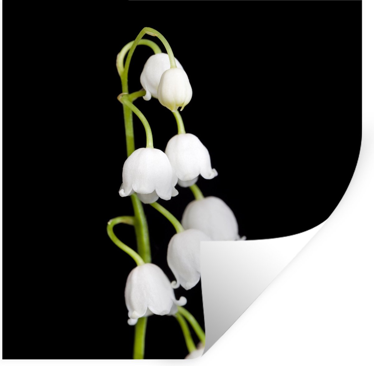 Muurstickers - Sticker Folie - Lelietjes van dalen - Bloemen - Zwart - Flora - 30x30 cm - 