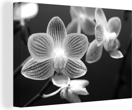 Canvas Schilderij Orchidee bloem - zwart wit - Wanddecoratie