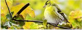 WallClassics - Poster Glanzend – Geel Vogeltje op een Tak - 90x30 cm Foto op Posterpapier met Glanzende Afwerking