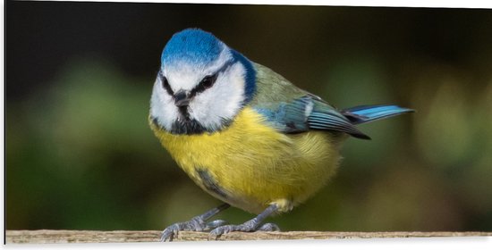 WallClassics - Dibond - Pimpelmees Vogel - 100x50 cm Foto op Aluminium (Met Ophangsysteem)