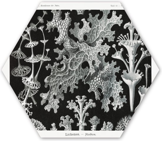 Hexagon wanddecoratie - Kunststof Wanddecoratie - Hexagon Schilderij - Mos - Botanisch - Vintage - Zwart wit - Schimmel illustratie - 120x103 cm