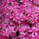 Hemelsleutel (Sedum Spectabile) - Roze muurpeper Carl - Vaste planten - Bijen-Vlinders - Snijbloemen - Bodembedekkers - Zomerbollen
