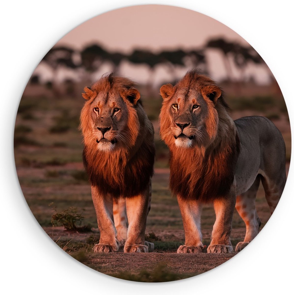 Saammp Forex Muurcirkel - 2 Leeuwen in de serangeti in de zonsondergang - Dieren - Natuur - Ø 50 - Wandcirkel - Wanddecoratie Cirkel - Muurdecoratie Woonkamer - Slaapkamer decoratie - Rond Schilderij