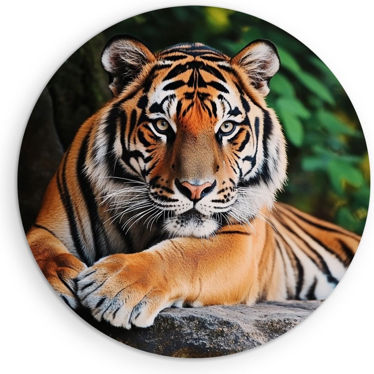 Saammp Muurcirkel Hout - Tijger op Rots - Natuur - Dieren - Ø 50 - Wandcirkel - Wanddecoratie Cirkel - muurdecoratie Woonkamer - Slaapkamer decoratie - Rond Schilderij