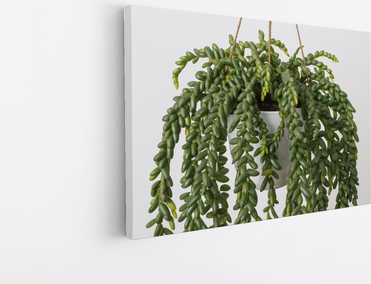 Saammp Canvas Schilderij - Hangplant Vetplant - Natuur - Abstract - 120x80 - Foto op canvas - Wanddecoratie - Muurdecoratie Woonkamer - Kantoor Decoratie Multicolor