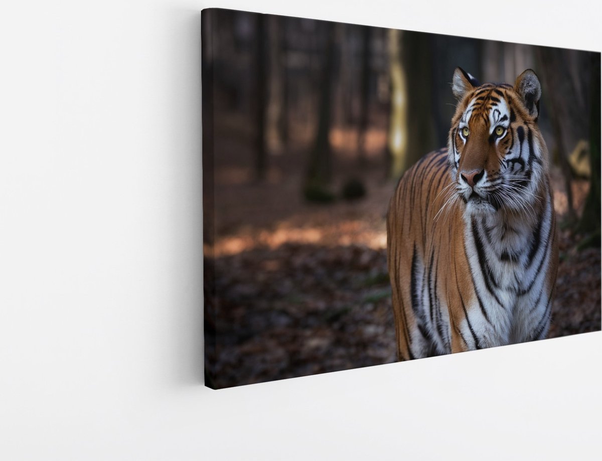 Saammp Canvas Schilderij - Tijger in het bos - Natuur - Dieren - 50x40 - Foto op canvas - Wanddecoratie - muurdecoratie Woonkamer - Slaapkamer decoratie - Canvas Print Multicolor
