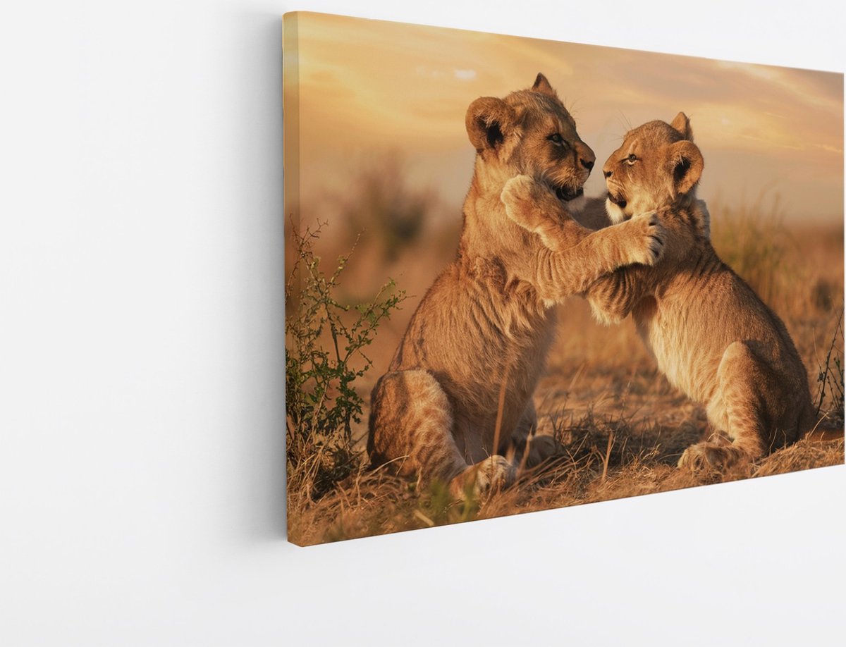 Saammp Canvas Schilderij - 2 Leeuwen welpen aan het spelen - Dieren - Natuur - 30x20 - Foto op canvas - Wanddecoratie - Muurdecoratie Woonkamer - Slaapkamer decoratie - Canvas Print Multicolor