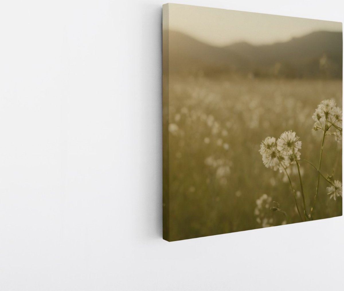 Saammp Canvas Schilderij - Landschap - Wit - Bloemenveld met zonsondergang - Natuur - 100x100 - Foto op canvas - Wanddecoratie - Muurdecoratie Woonkamer - Slaapkamer decoratie - Canvas Print Multicolor