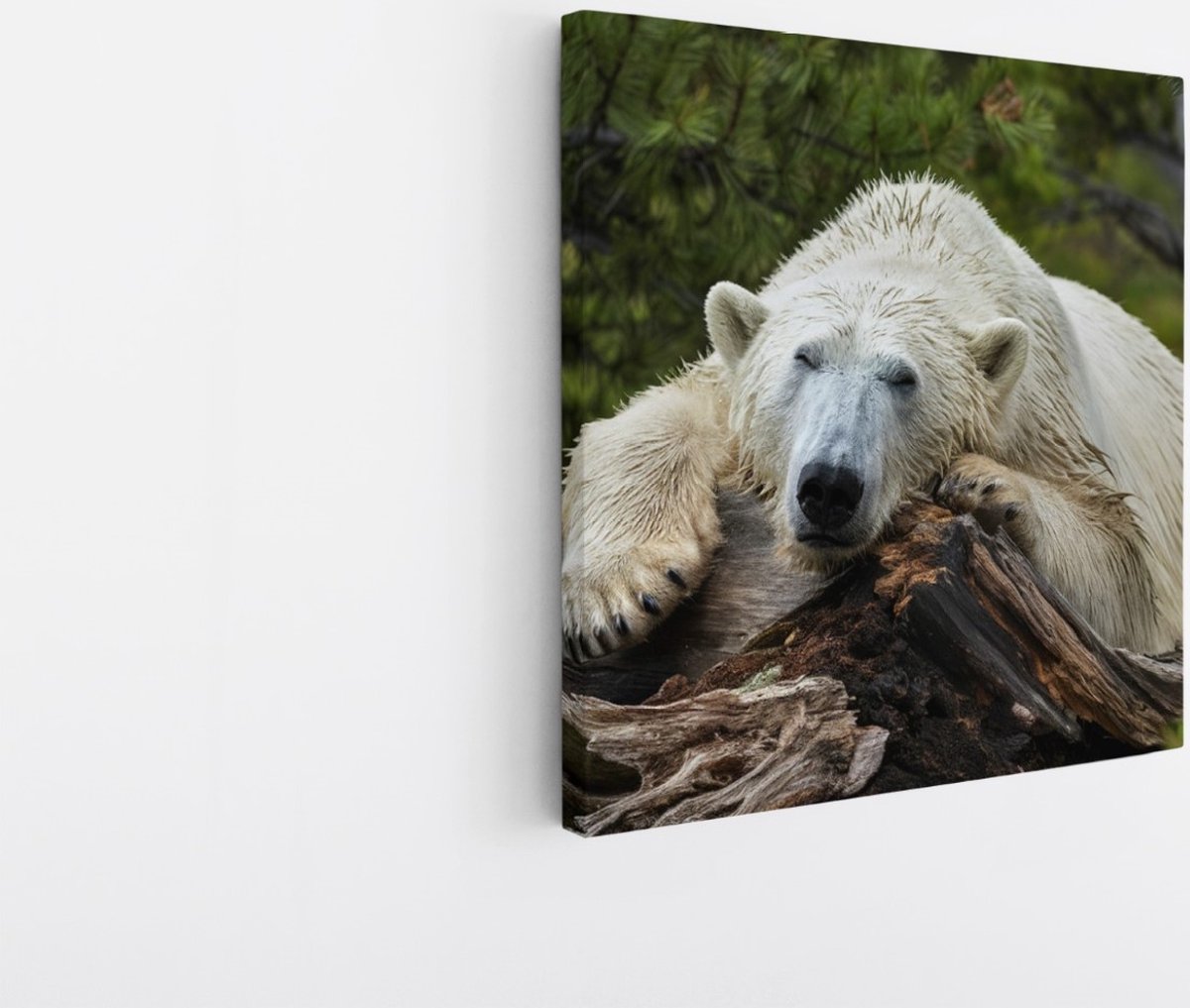 Saammp Canvas Schilderij - Ijsbeer op Boom - Natuur - Dieren - 100x100 - Foto op canvas - Wanddecoratie - Muurdecoratie Woonkamer - Slaapkamer decoratie - Canvas Print Multicolor