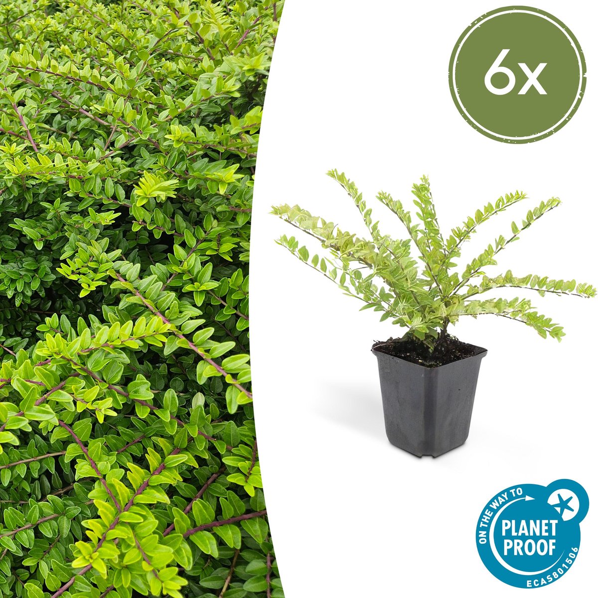 Tuinplantenshop.com | Lonicera nit. 'Maigrün' | 6 stuks - Ø9cm - 10-25cm hoog - Tuinplant - Multideal