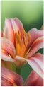 Lelie, Roze