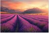 Fleurs - Lavande, Violet