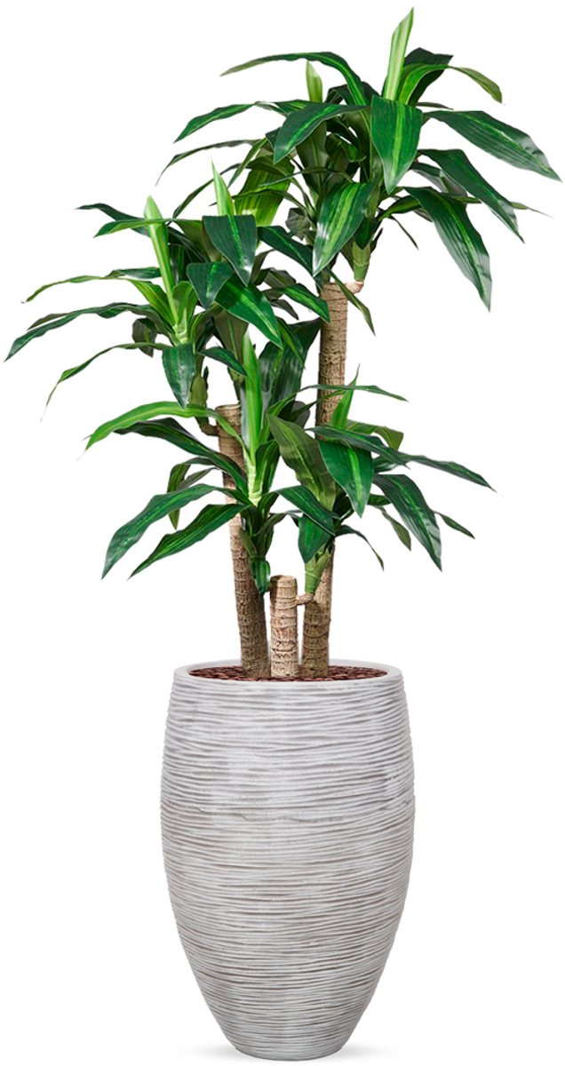 HTT Decorations Kunstplant Dracaena fragans in Vaas elegant Rib ivoor H155 cm