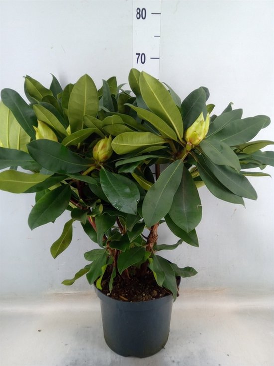 Hoe verzorg ik mijn Medinilla kamerplant