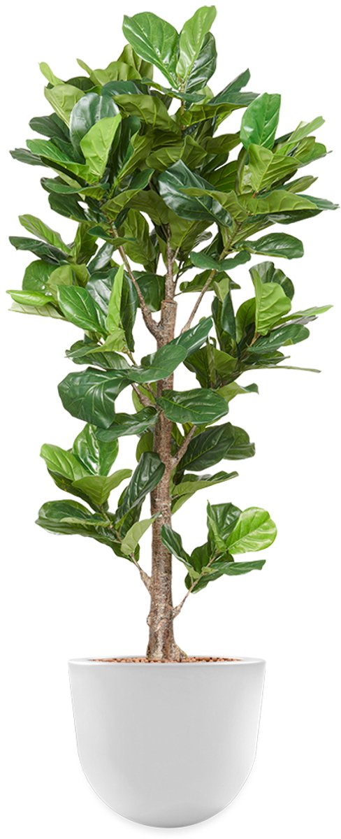 HTT Decorations Kunstplant Ficus Lyrata in Eggy H200 cm Groen