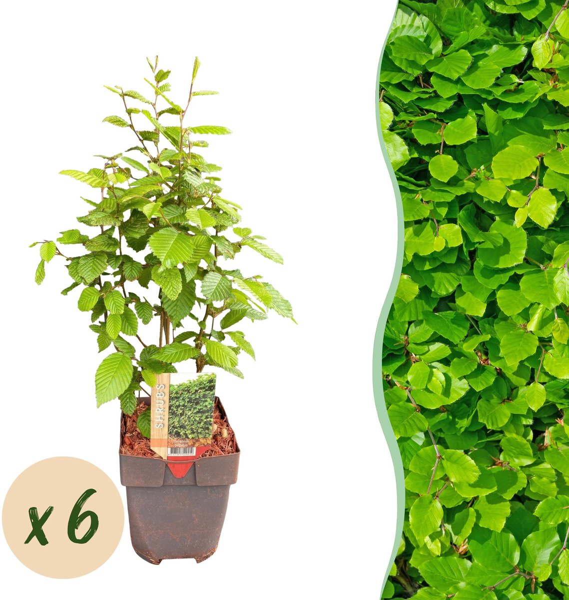 Productfoto van jonge haagbeukplanten (Carpinus betulus) in potten van Plantenboetiek.nl