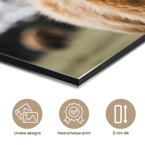 Aluminium schilderij 30x20 cm - Wanddecoratie metaal - Schotse Hooglander - Koe - Gras - Dieren - Natuur - Metalen muurdecoratie woonkamer - Decoratie industrieel - Foto op dibond - Industriële accessoires slaapkamer