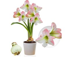 Amaryllis Bol - Apple Blossom - Bloembollen - 1 stuk - Rood-Wit - Bloem bollen - No Water Flower