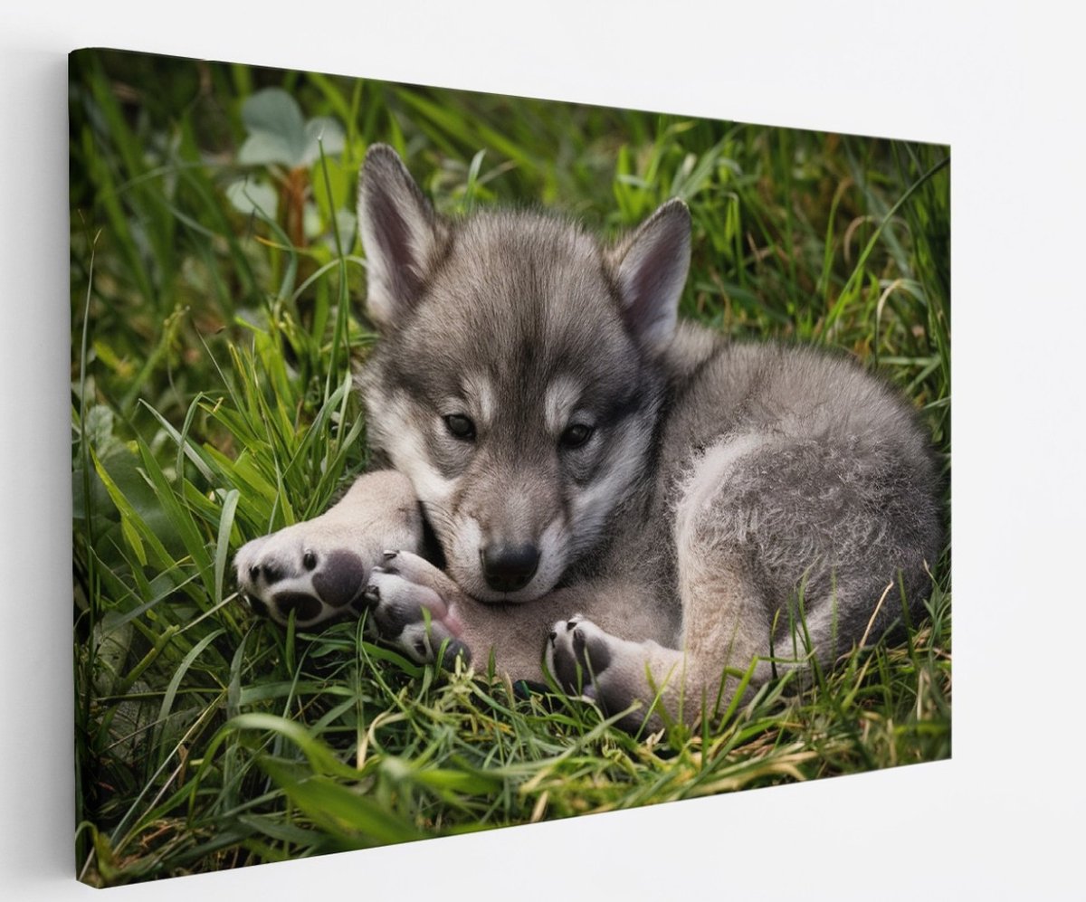 Saammp Canvas Schilderij - Baby Wolf - Dieren - Natuur - 150x100 - Foto op canvas - Wanddecoratie - muurdecoratie Woonkamer - Slaapkamer decoratie - Canvas Print