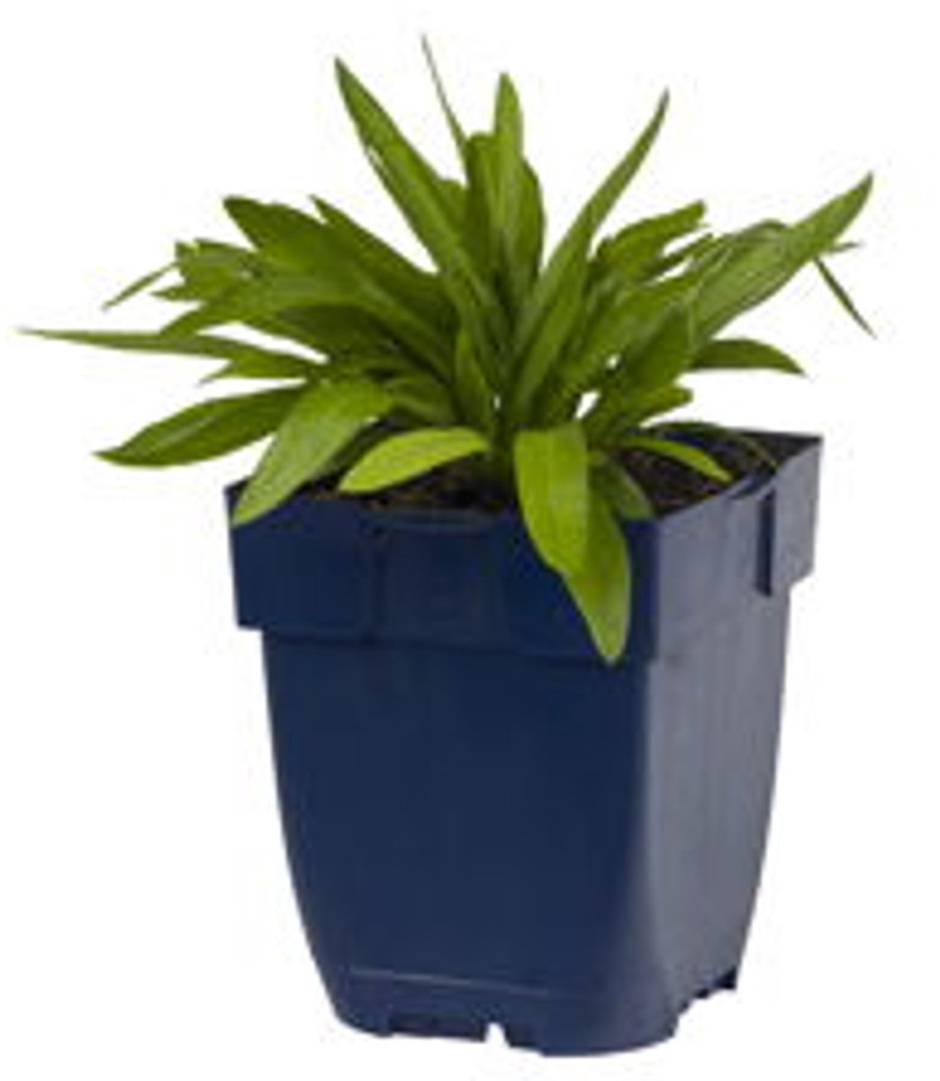 Griffioen - Buphthalmum salicifolium