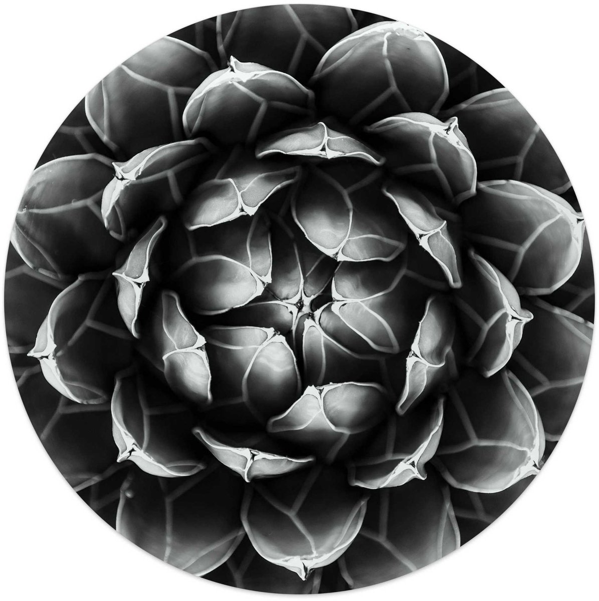 Glasschilderij Succuelent Agave - Ø 50 - Glas - REINDERS